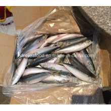 (7-8PCS / кг) W / R Новая рыба Тихоокеанская скумбрия
